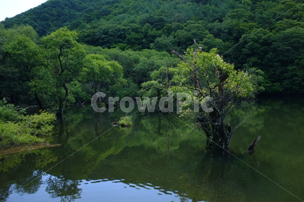 water,물,nature,자연,옥외,outdoors,주산지,jusanji,청송,주왕산
