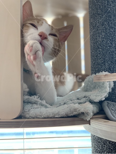 고양이,냥이,애완묘,동물,cat,동물,animal,포유류,mammal,고양이,cat,kitten,kitty