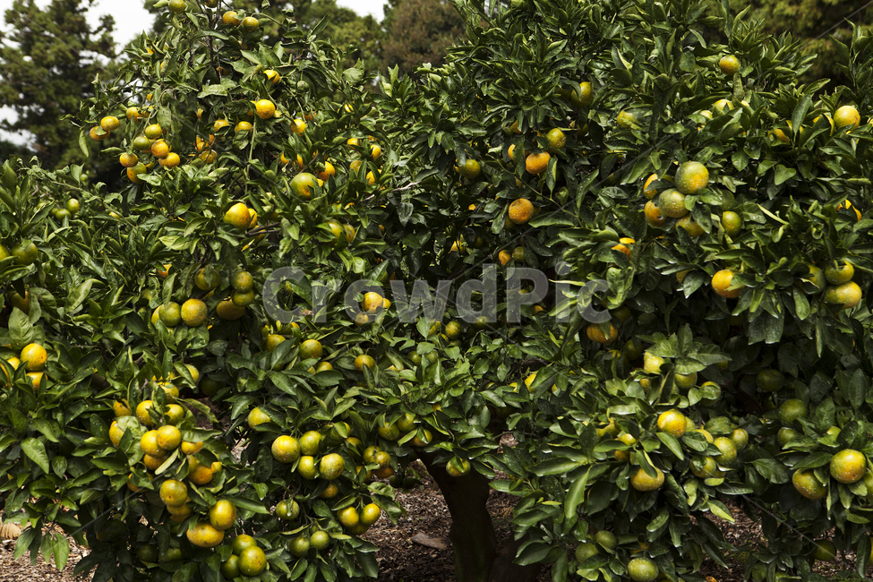 감귤,나무,제주도,열매,과수원,tangerine,fruits