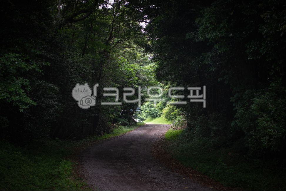 forest,road,forest path,path,dirt road,plant,tree,green,road,light,darkness,shadow,mountain path