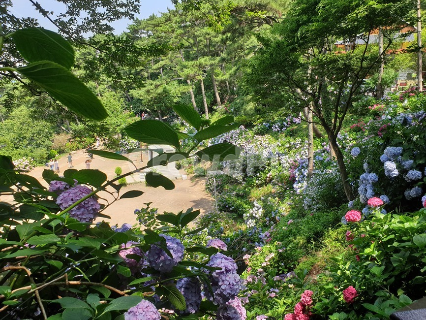 Taejongdae,hydrangea,Taejongdae Hydrangea Festival,Taejongdae Hydrangea,flower