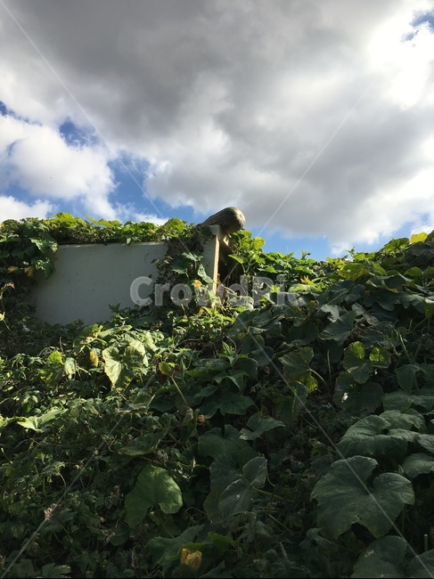 plant,식물,호박,수로관,하늘,구름,자연