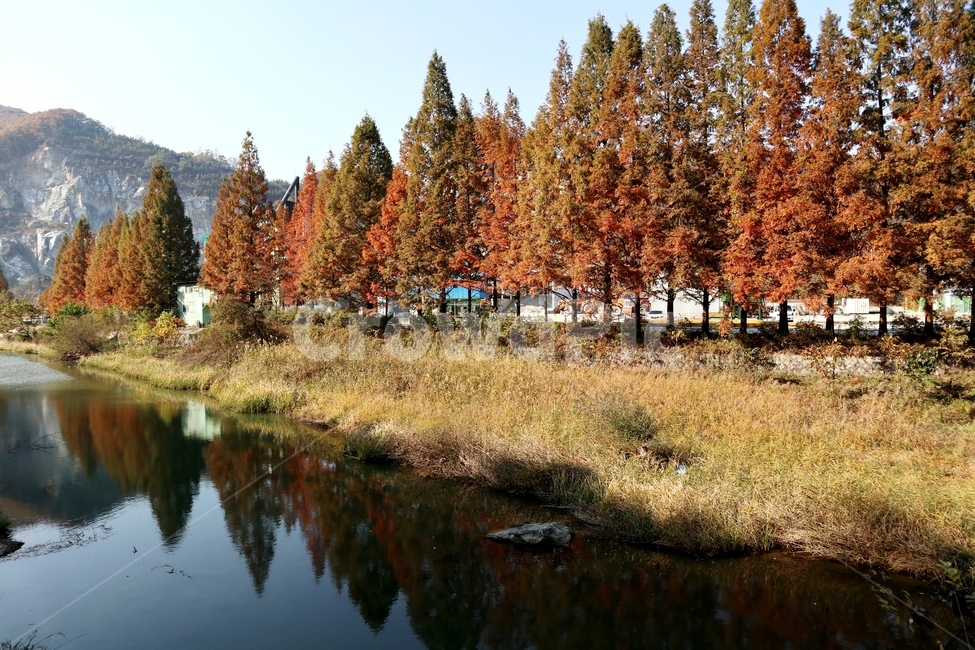 세종베어트리파크,물,산,그림자,반영,가로수,나무,가을,전나무,만추,풀,식물,아비