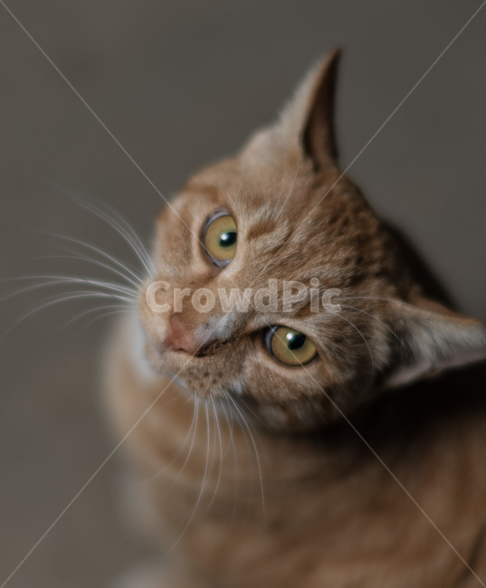고양이,쳐다보다,cat,동물,수염,동물,animal,포유류,mammal,고양이,cat,kitten,kitty