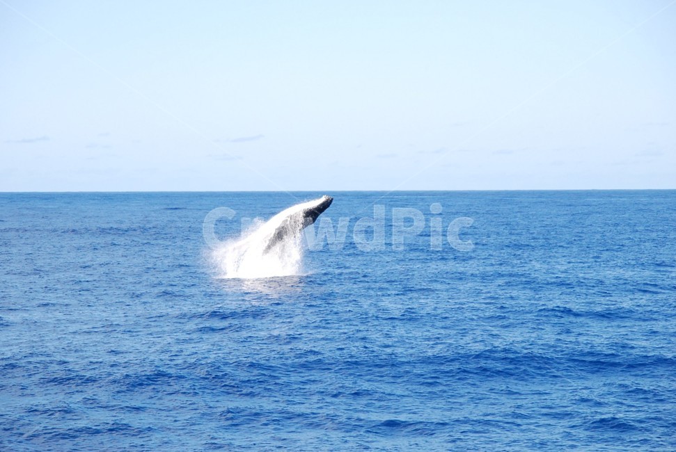 nature,ocean,하늘,고래,whale,자연,물,바다,포유류,mammal