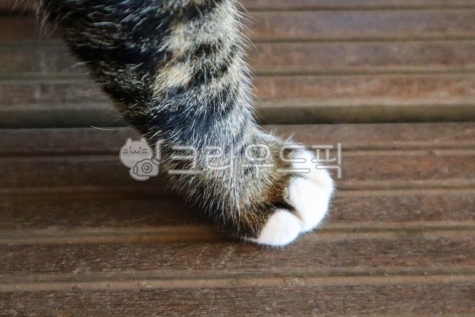 고양이,고양이발,cat,동물발,동물