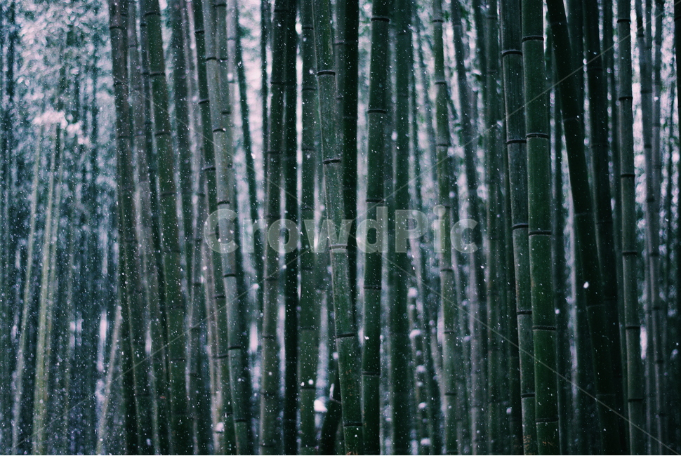 감성,대나무,눈,snow,고요함