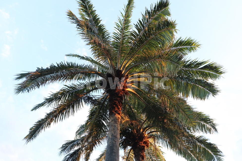 야자수,arecaceae,palmtree,tree,나무,plant,식물,필리핀,열대,동남아,하늘,코코넛,코코넛나무