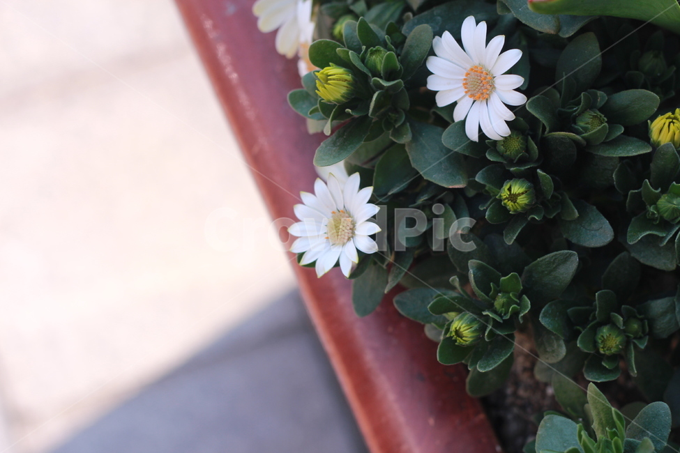 꽃,봄꽃,식물,flower,plants,봄,계절,spring,season,식물,자연,plants,nature,꽃,flower,plant,blossom,daisy,데이지,daisies