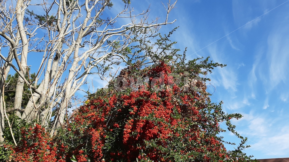 하늘,구름,나무,자연,풍경,파란하늘,가을하늘,tree,plant,식물,leaf,잎