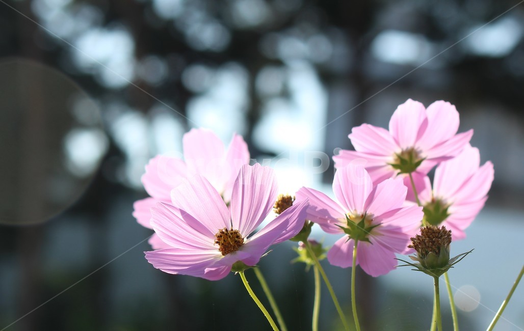 꽃,flower,자연,식물,코스모스,보케,분홍색,꽃잎,가을,계절,fall,autumn,season,식물,자연,plants,nature,꽃,flower,plant