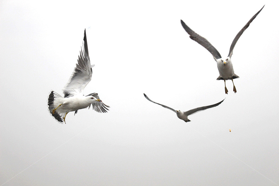 animal,동물,bird,새,flying,나는,갈매기,seagull,바닷가,동물,animal,조류,새,birds