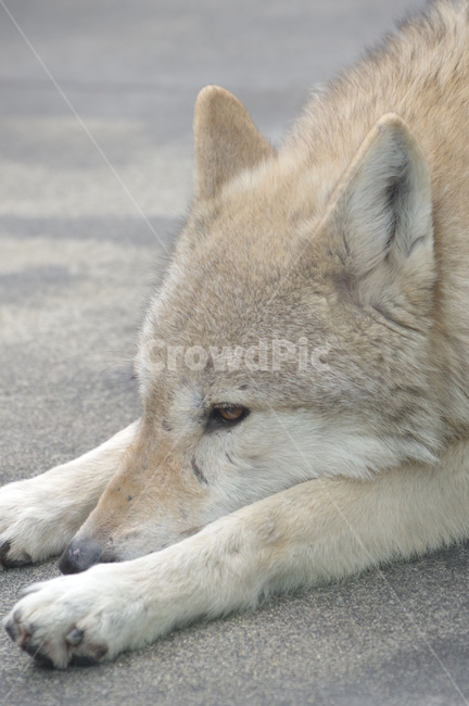 늑대,늑대옆모습,동물원,동물,wolf,동물,animal,포유류,mammal