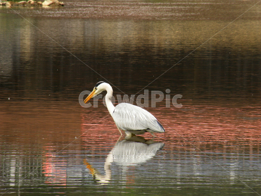동물,학,조류,새,왜가리,불광천,동물,animal,조류,새,birds