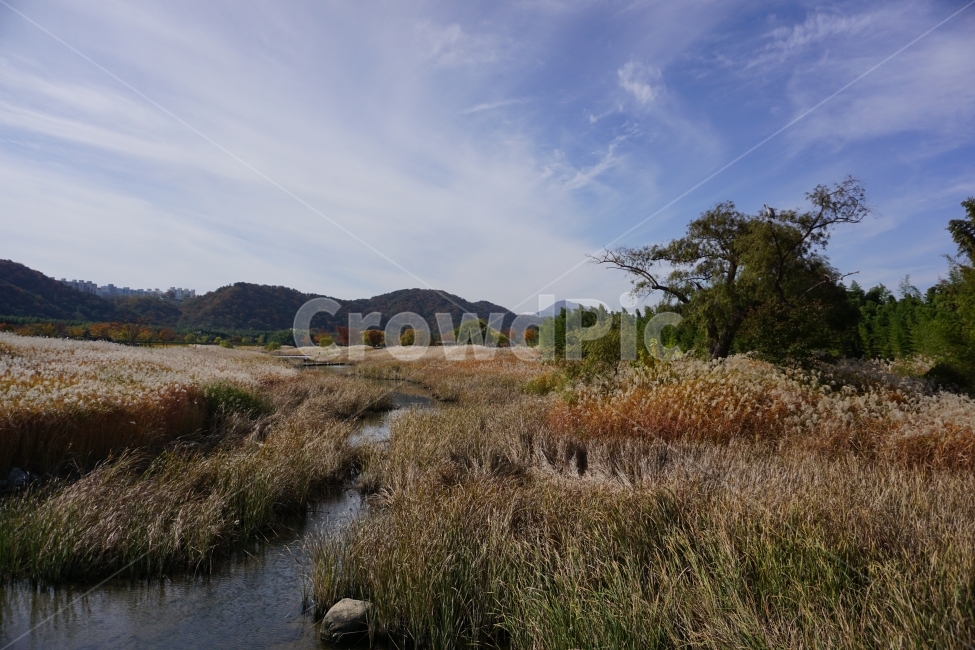 울산,태화강공원,가을,억새,갈대,가을,계절,fall,autumn,season,자연,풍경,nature,landscape,한국자연풍경,한국자연경관,korea nature landscape,land,땅,outdoors,옥외,grass,잔디,plant,식물,ditch,도랑