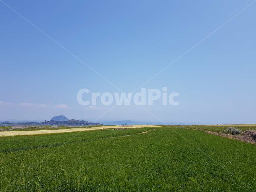 제주도,가파도,청보리밭,보리밭,청보리,field,들,nature,자연,outdoors,옥외