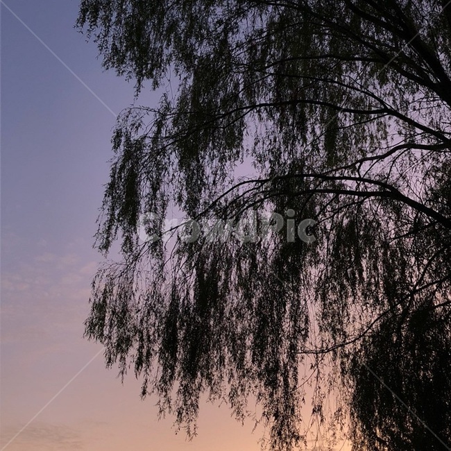 plant,식물,tree,나무,하늘,노을