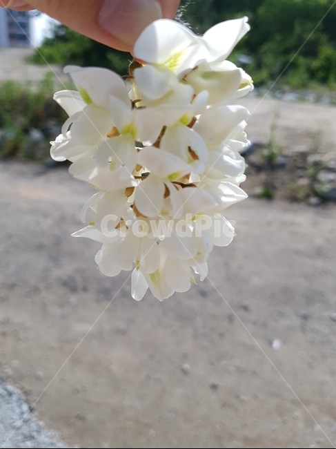 아카시아,아카시아꽃,shittahtree,식물,속씨식물,봄,계절,spring,season,꽃,flower,plant,blossom