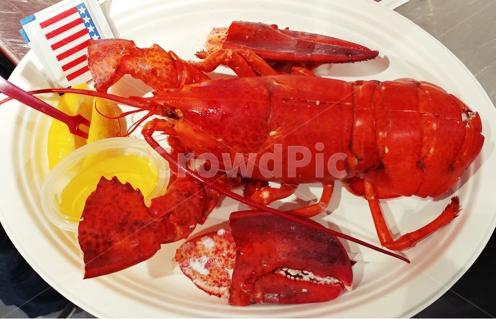 랍스터,갑각류,음식,food,lobster,음식,식재료,요리,food,cook,meal,dishes,food reserves,수산물,해산물,fishery products,seafood