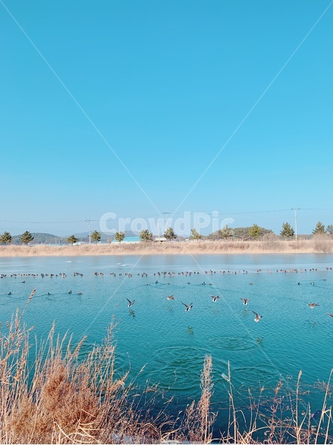 오리,새,강,하늘,나무,풀,물,갈대,동물,animal,조류,새,birds