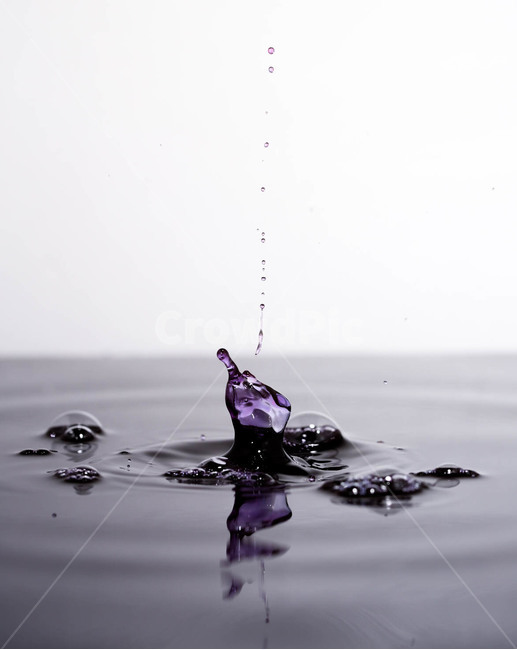 water drop,nature,seal,animal