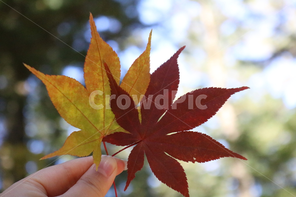 단풍,단풍나무,빨간색,가을,단풍잎,나무,나뭇잎,가을,계절,fall,autumn,season,plant,식물,leaf,잎,tree
