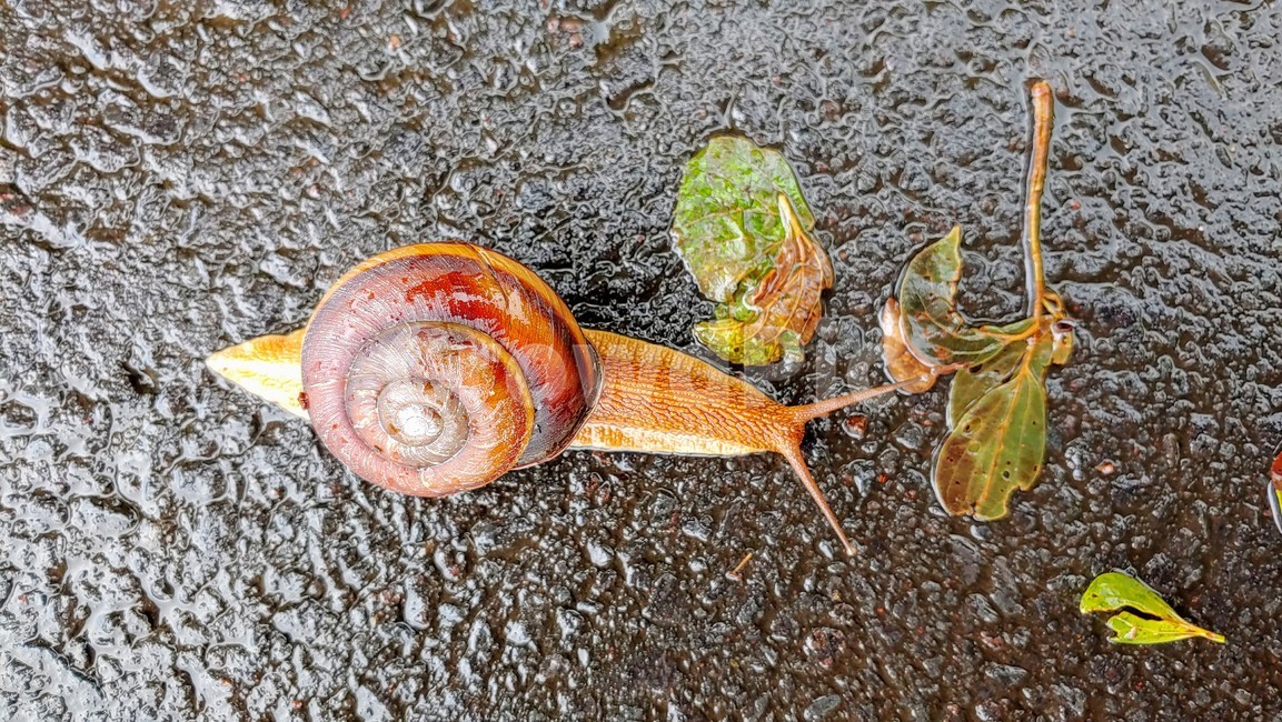 달팽이,snails,greatsnail,연체동물,escargot,caracol,salyangoz,schnecke,자웅동체,동물,animal