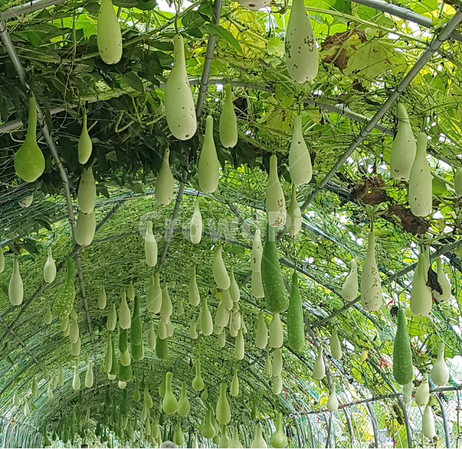 자연,식물,초록,힐링,조롱박,덩굴풀,calabash,박,호리병박,표주박,piants,nature,green