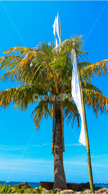 summer,여름,tree,나무,야자수,식물,palmtree,arecaceae