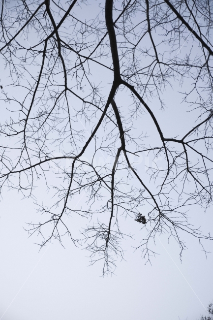 나무,앙상,가지,우울,외로움,나뭇가지,식물,자연,plants,nature