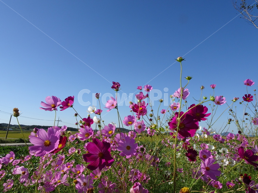 코스모스,꽃,가을,하늘,시골,자연,가을,계절,fall,autumn,season,식물,자연,plants,nature,꽃,flower,blossom,geranium,제라늄,plant