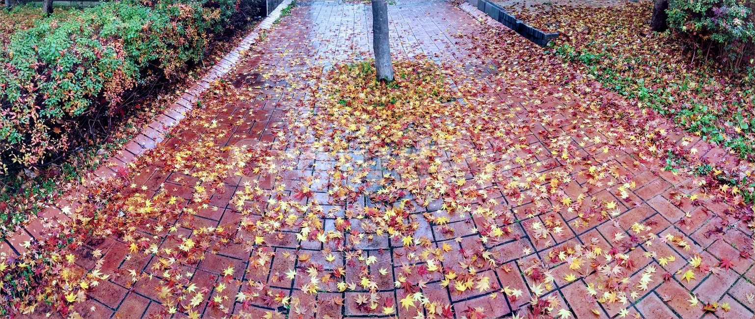 가을,단풍,가을거리,가을비,낙엽,가을,계절,fall,autumn,season,ground,바닥