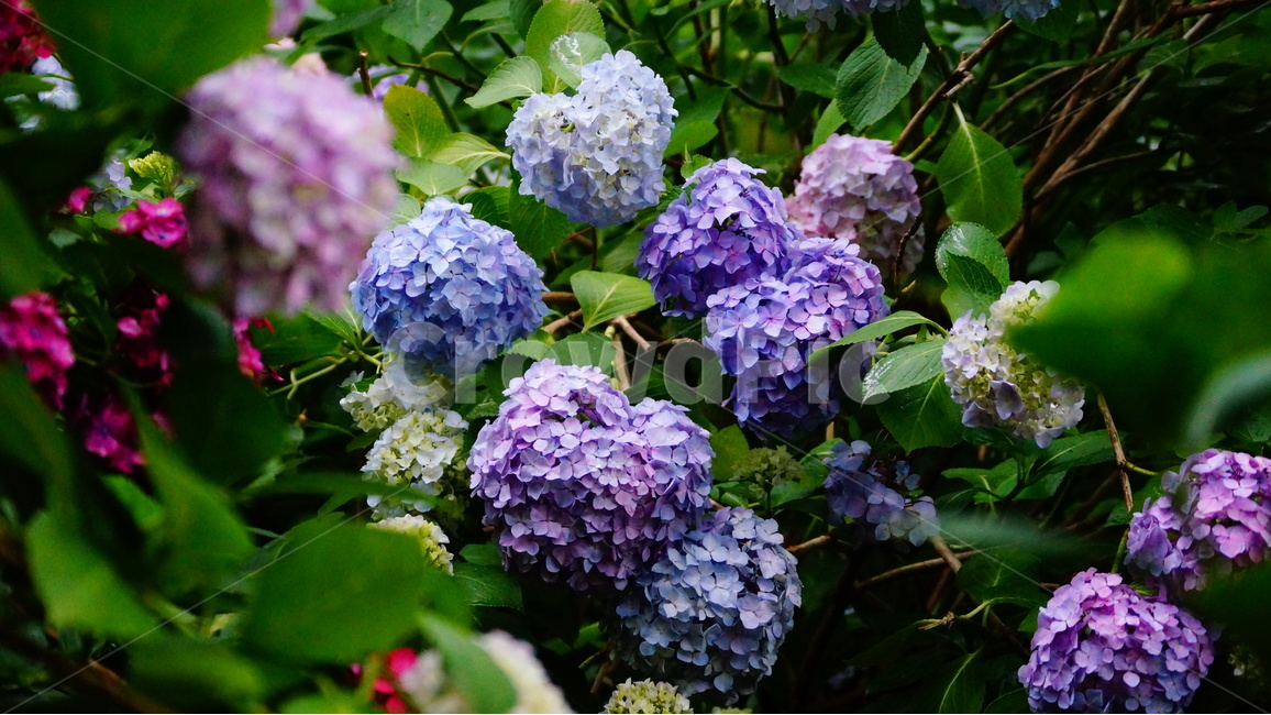 수국,산수국,꽃,꽃사진,태종대,식물,식물,자연,plants,nature,꽃,flower