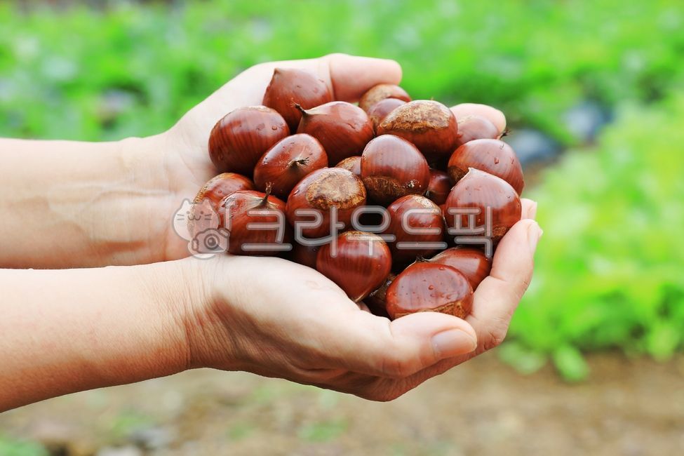 밤, chestnut, 음식, food, 알밤, 사진,이미지,일러스트,캘리그라피 - 고운경작가