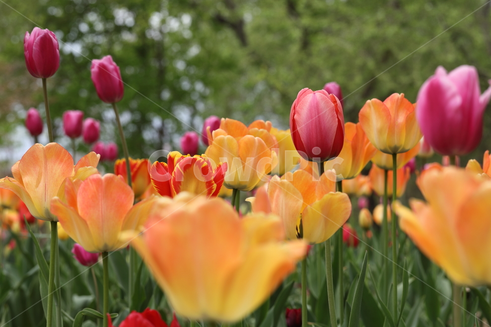 꽃,튤립,꽃밭,봄,계절,색깔,공원,자연,flowers,tulips,spring,season,park,colors,colorful,field,nature,봄,계절,spring,season,식물,자연,plants,nature,꽃,flower,plant,blossom