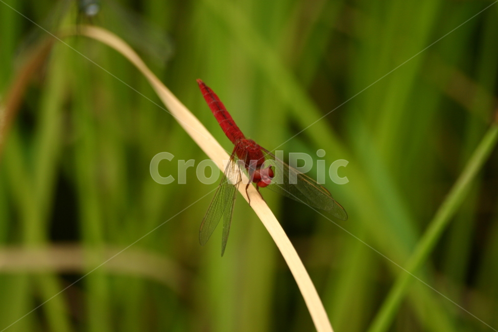 잠자리,dragonfly,곤충,insect,macro,fly,nature,green,bug,leaf,wings,closeup,animal,wildlife,damselfly,closeup,fauna,eyes,blue,summer,detail,insects,grass,garden,wing,wild,close,동물,animal,곤충,벌레,insect,bug
