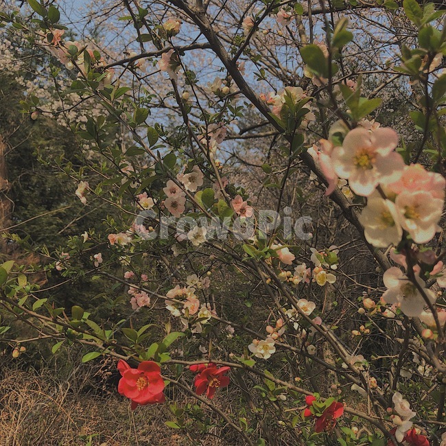 꽃,봄꽃,산당화,명자나무,꽃잎