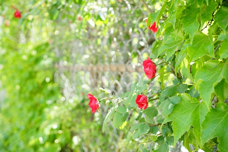장미,로즈,꽃,레드,화사,여왕,플라워,flower,rose,자연,풍경,감성,감성사진,느낌,미,감동,신록,식물,자연,plants,nature,꽃,flower