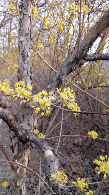 식물,꽃,나무,tree,outdoors,산수유