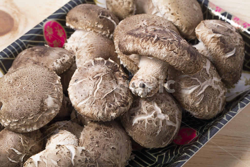 버섯,표고버섯,송이버섯,송고버섯,식품,식재료,재배,농산물,버섯,mushroom,음식,식재료,요리,food,cook,meal,dishes,food reserves
