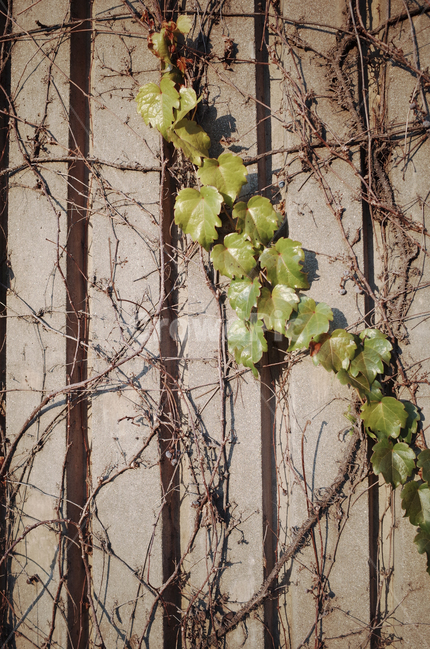 brick,벽돌,벽,wall,패턴,pattern,낡은,오래된,old