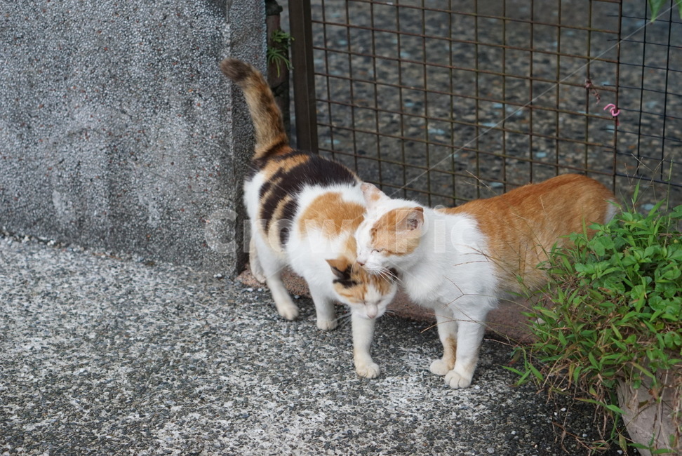 동물,고양이,애완동물,귀여운,cat,animal,pet,cute,동물,animal,포유류,mammal,고양이,cat,kitten,kitty