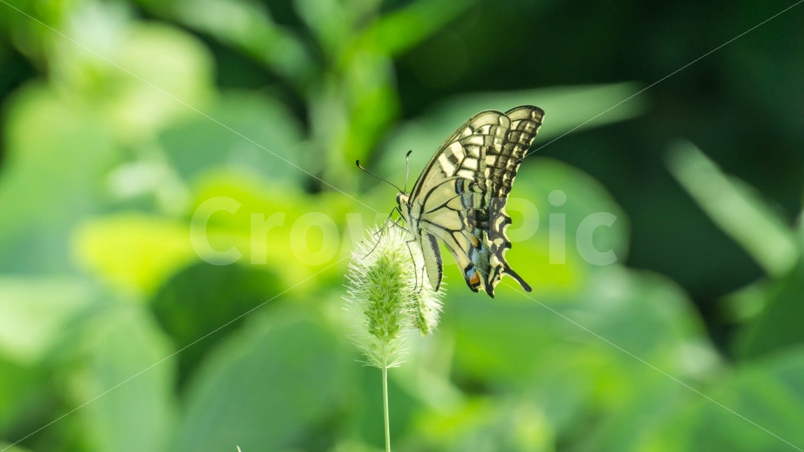 나비,곤충,자연,강아지풀,풀,풀잎,동물,animal,곤충,벌레,insect,bug