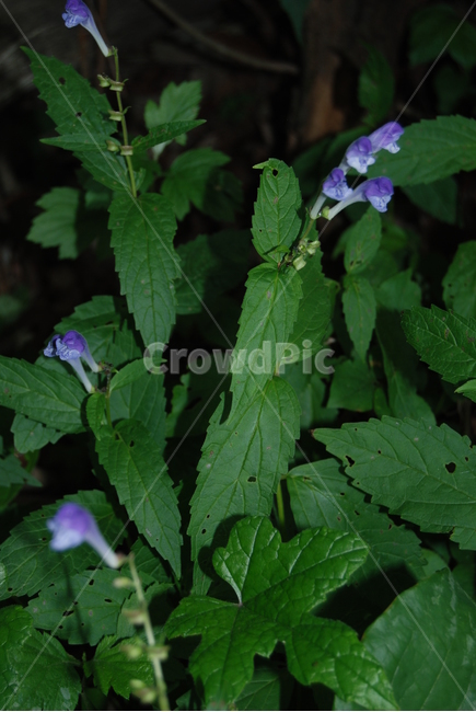 축령산,야생화,자연,봄,휴양지,식물,자연,plants,nature,꽃,flower