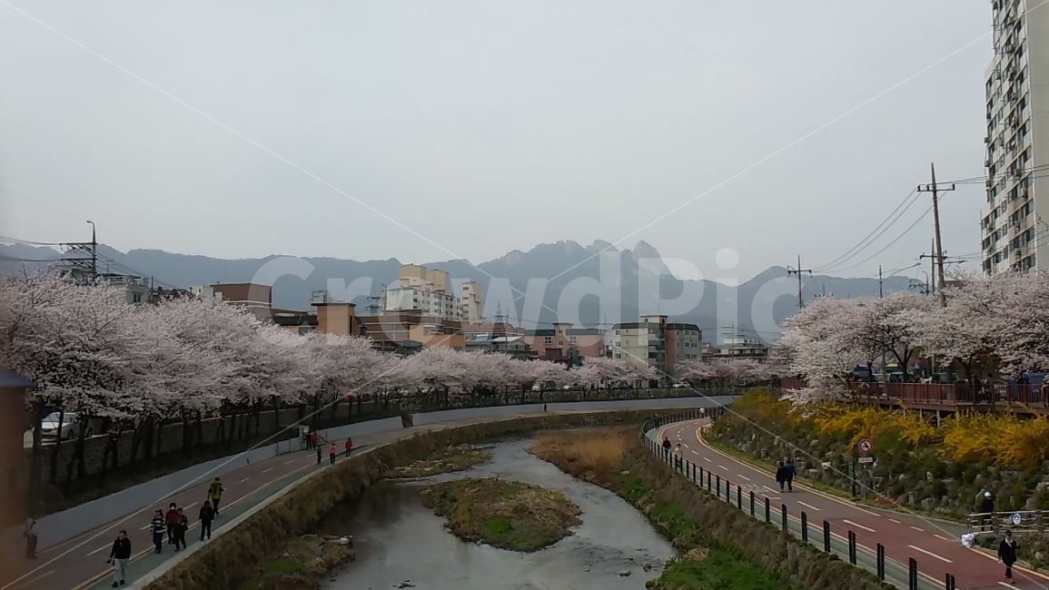 풍경,봄,벚꽃,하천,일상,여유,산책,운동,산,봄,계절,spring,season,도시,풍경,city,landscape,한국도시풍경,한국도시경관,korea cityscape,plant,식물
