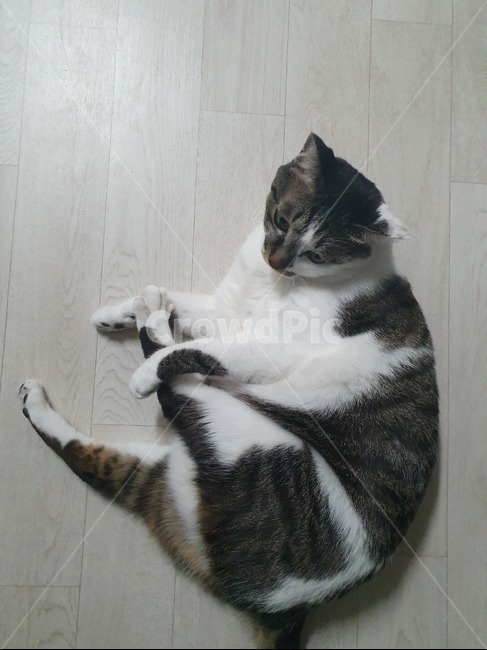 고양이,낮잠,휴식,cat,반려묘,광합성,animal,포유류,mammal,pet,애완동물