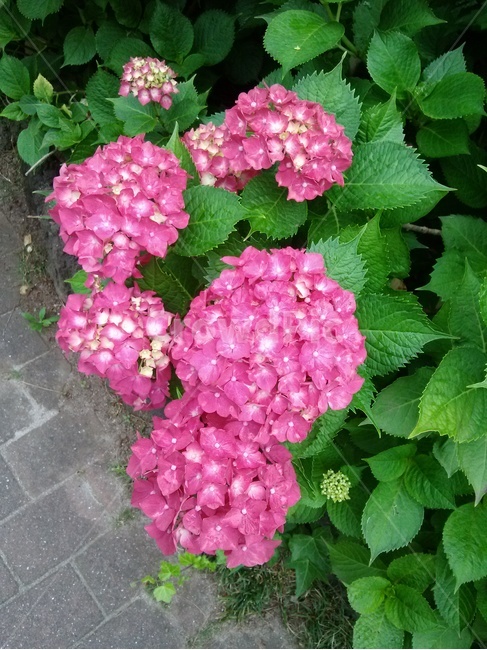 수국,보라색수국,빨간색수국,hydrangea,purple,red,꽃,식물,자연,plants,nature,꽃,flower