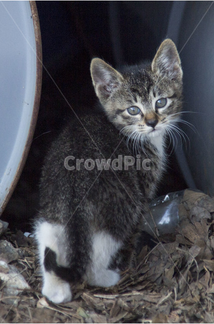 고양이,아기고양이,cat,animal,동물,동물,animal,포유류,mammal,고양이,cat,kitten,kitty