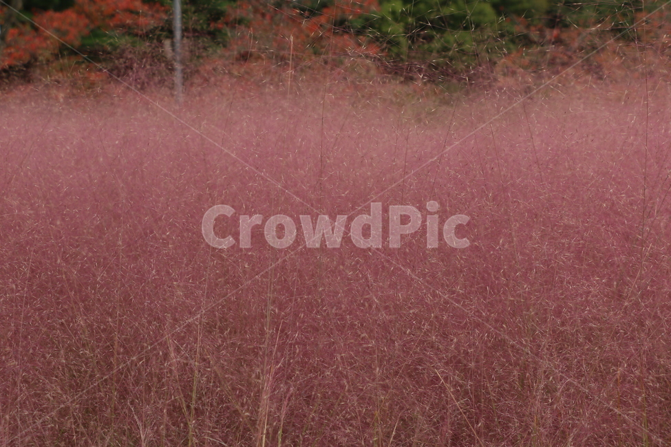 핑크뮬리,갈대,억새,핑크,색감,감성,핑크빛,자연,야외,갈대밭,outdoors,nature,pink,가을,억새밭,나무,tree,가을,계절,fall,autumn,season,식물,자연,plants,nature