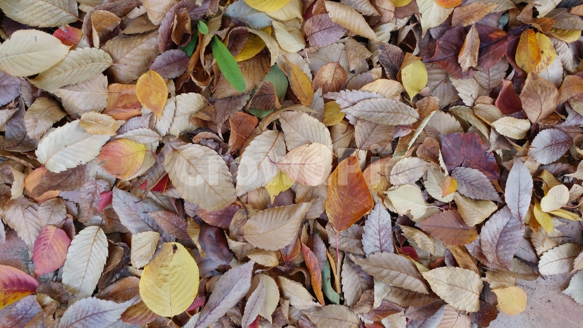 가을,낙엽,칼라,갈색,나뭇잎,가을,계절,fall,autumn,season,leaf,잎,plant,식물,veins,정맥